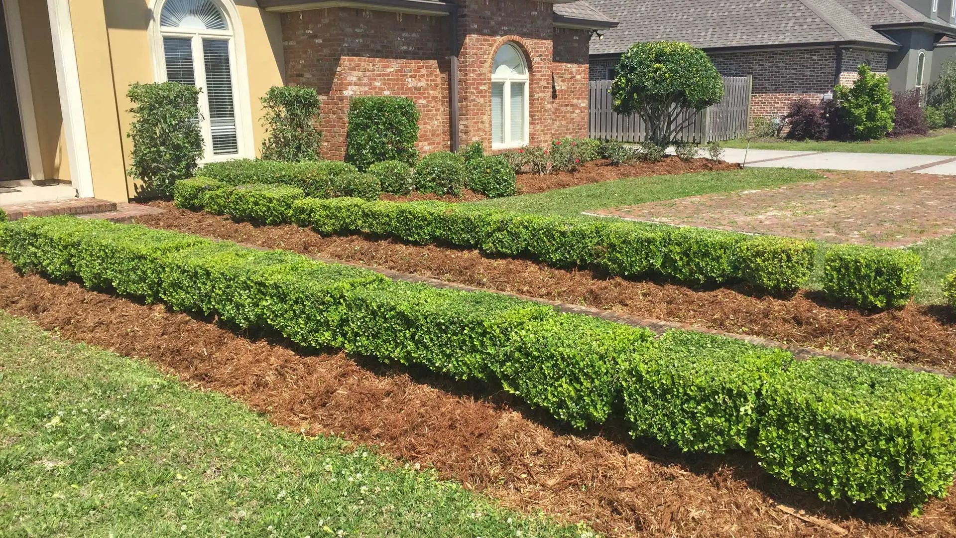 Recently trimmed bushes and shrubs in front of a residential property in Houma, LA.
