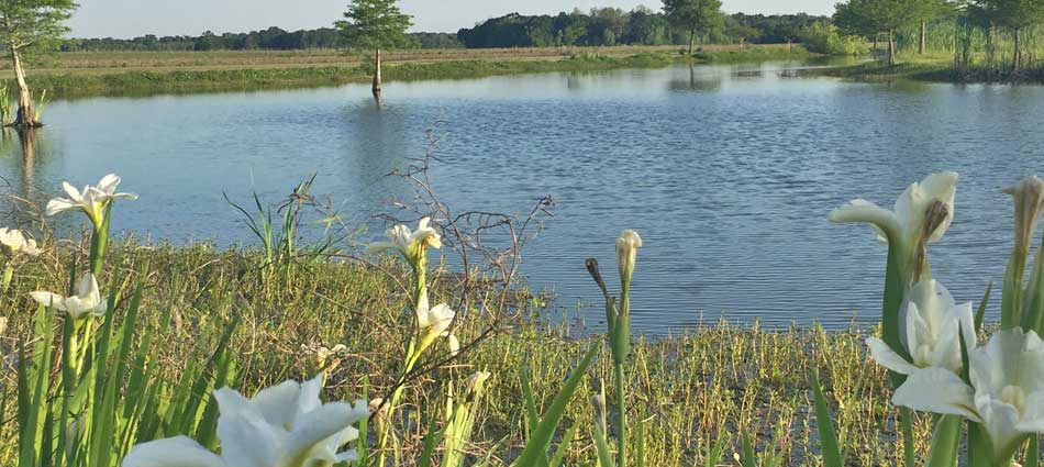 Recently mowed property in Thibodaux, LA around a lake with a bush hog.