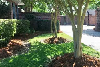Professionally cared for landscaping in front of a home in Raceland, LA.